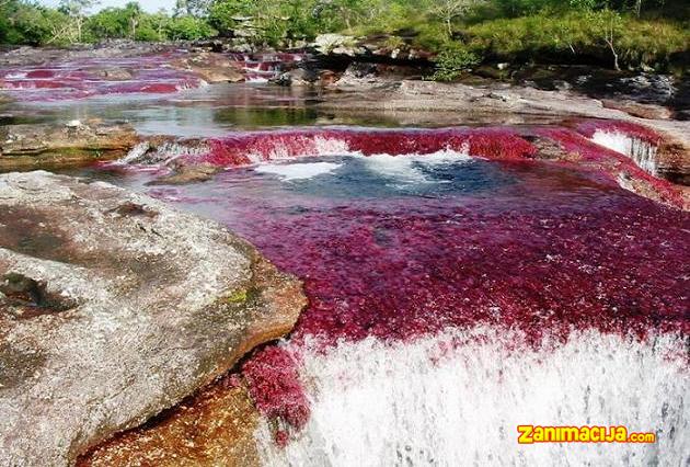 Reka pet boja Cano Cristales