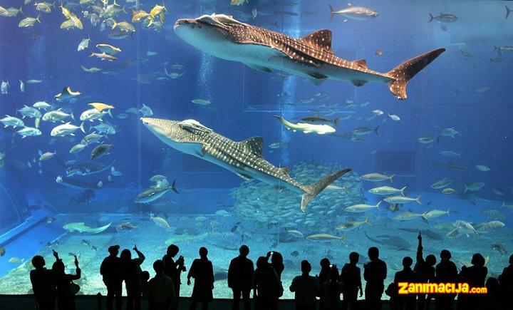 Ogroman akvarijum - Dubai Akvarijum, Dubai ( UAE )
