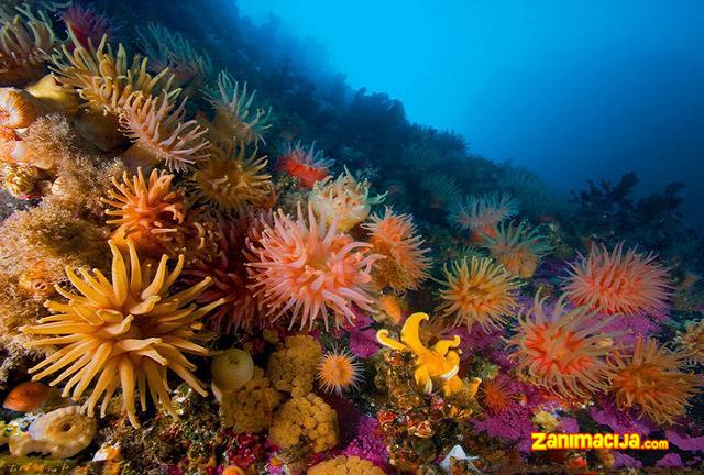 Koralni greben Belizea