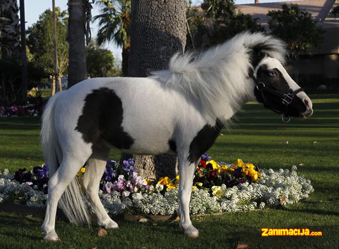 Ajnštajn, jedan od najmanjih konja na svetu