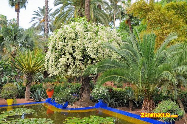 Vrt Majorelle: Harmonija flore, mode i umetnost