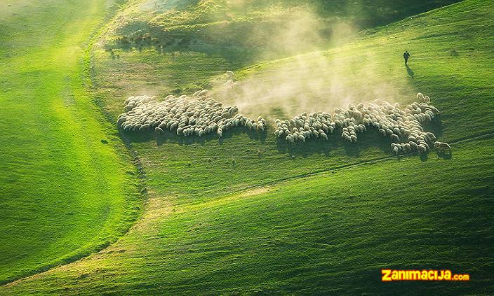 Stada ovaca na poljima Toskane