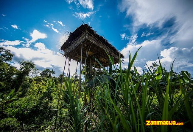 Korovai primitivna plemena u Papua Novoj Gvineji