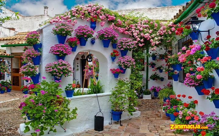 Cvetni festival u dvorištu ( Kordoba , Španija )
