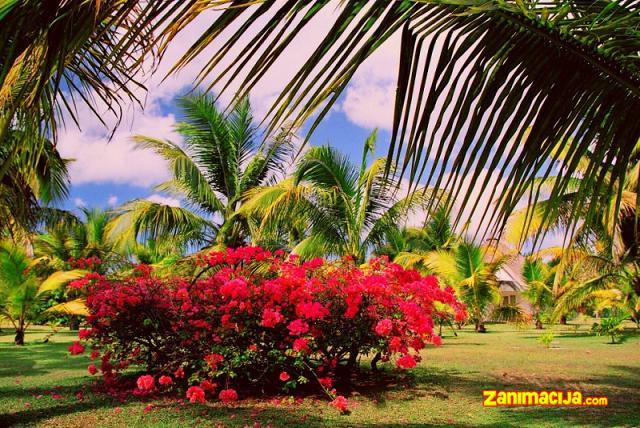 Botanička bašta na ostrvu Mauricijus