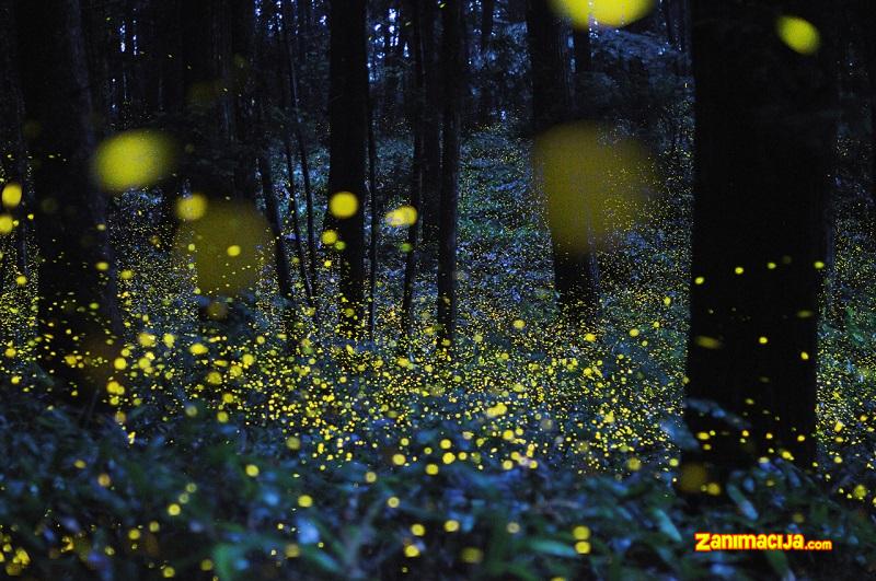 Svitci u šumama Japana