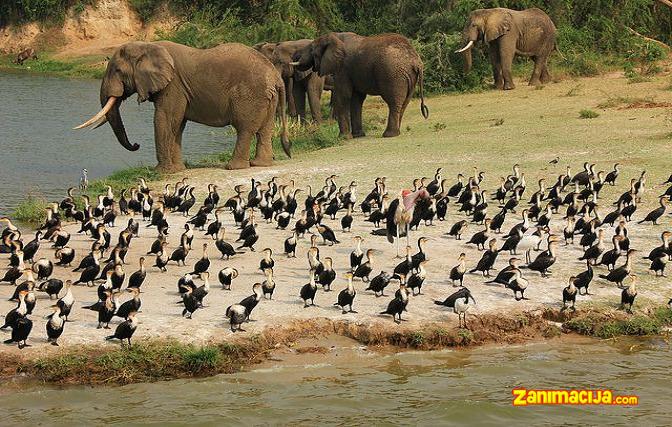 Nacionalni park Queen Elizabeth u Ugandi