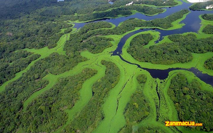 Arhipelag Anavilhanas - jedinstveno mesto u delti Rio Negro