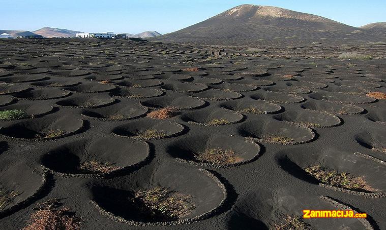 Jedinstveni vinogradi Lanzarote (Španija)