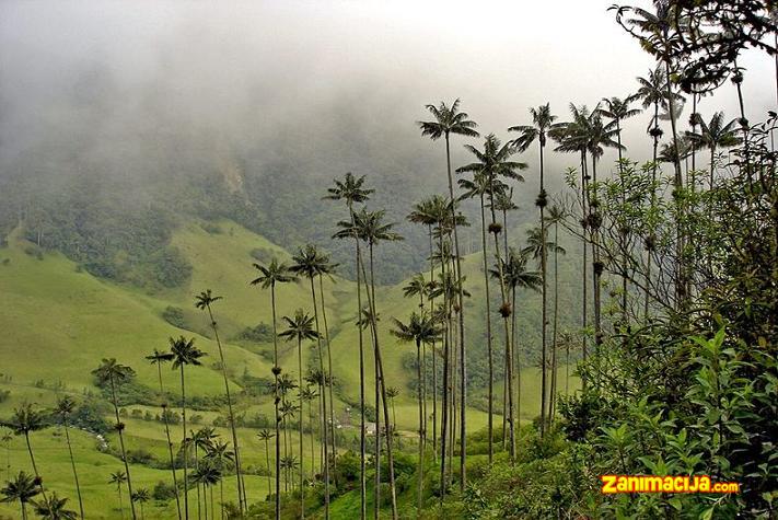 Dolina najviših palmi - Valle de Cocora, Kolumbija