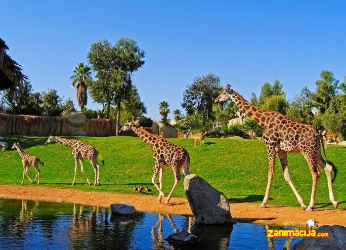 Biopark Valencia - vrlo mali zoološki vrt