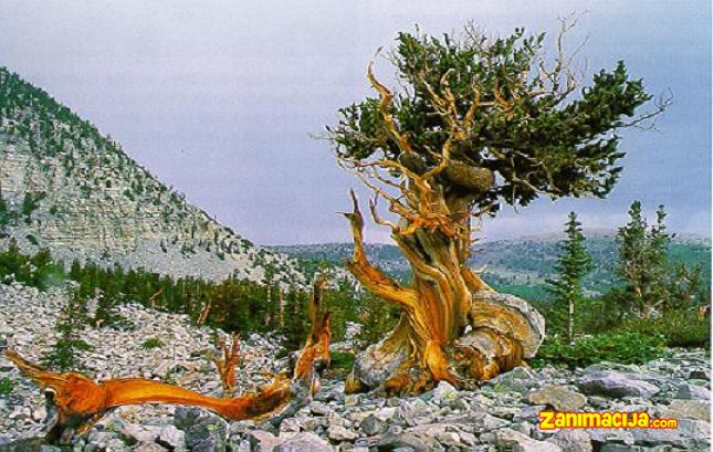 Stara stabla Metušalah (SAD)