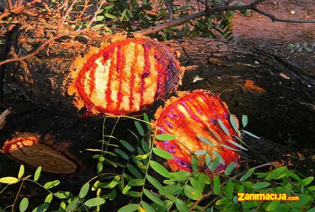 Mukva - misteriozno krvavo drvo Afrike