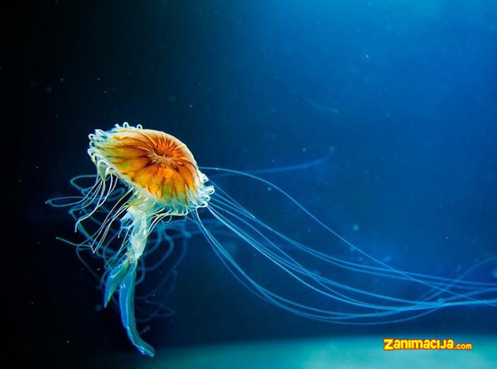 Fantastična lepota meduza