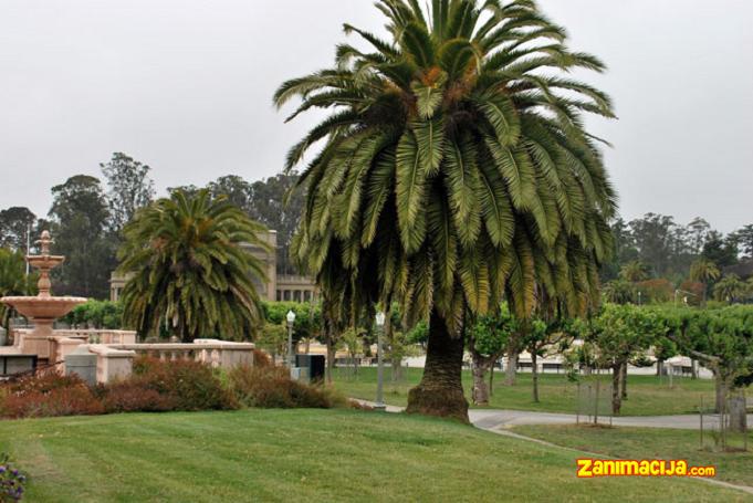 Golden Gate park u San Francisku