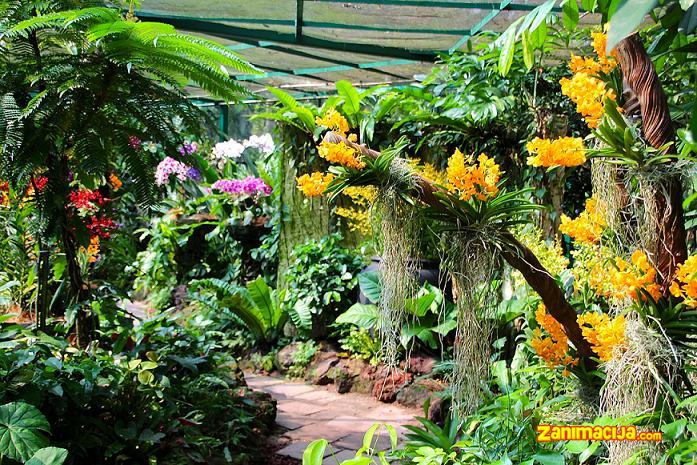 Nacionalni park orhideja u Singapuru