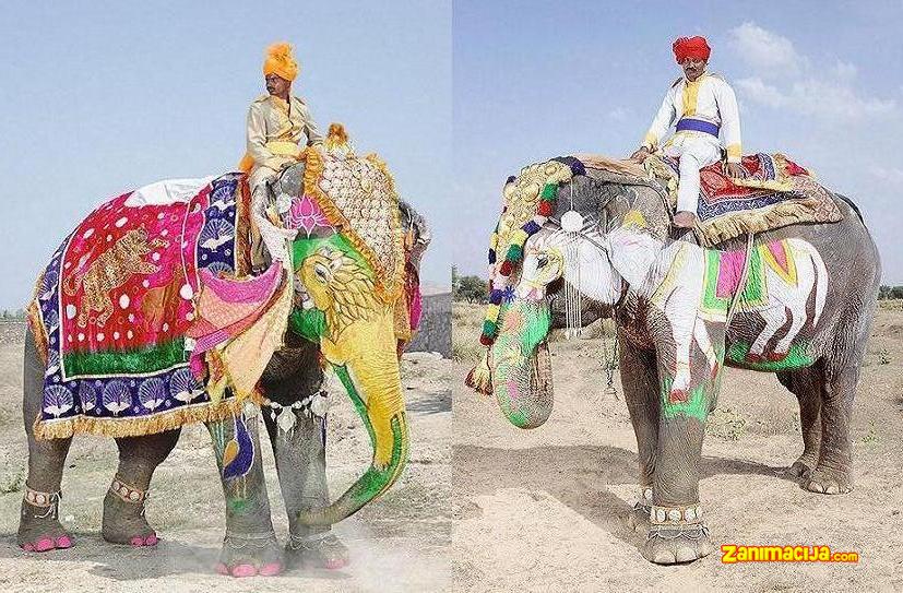 Neverovatan festival slonova u Indiji