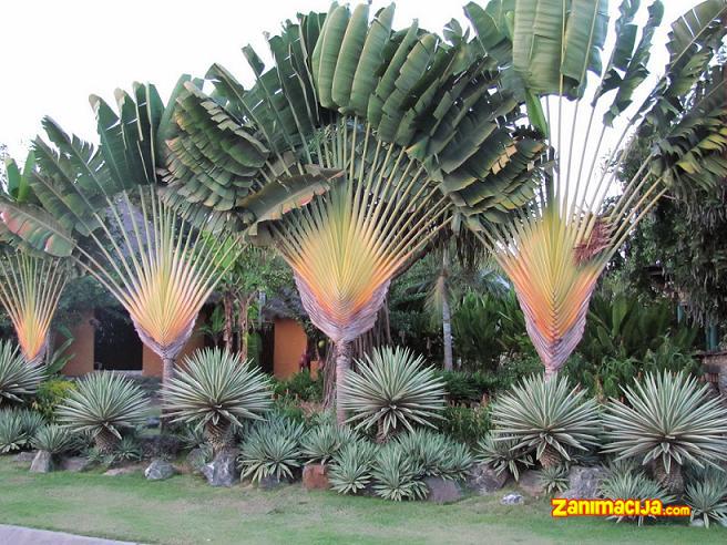 Jedno od najlepših stabala u prirodi - Ravenala madagascariensis