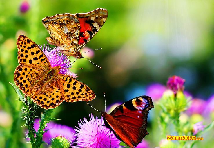 Priroda: 3D slike za pozadinu, leptiri i cveće