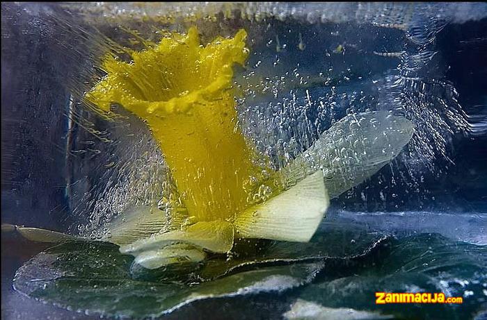 Smrznuta lepota: Cveće zarobljeno u ledu