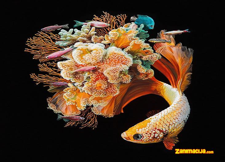 Hiper-realistične slike riba