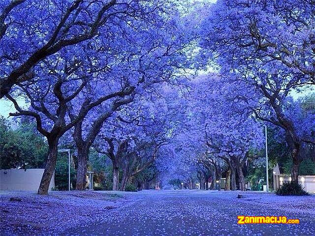 Jacaranda - drvo, daje lepotu i donosi sreću