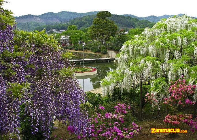 Ashikaga cvetni park u Japanu