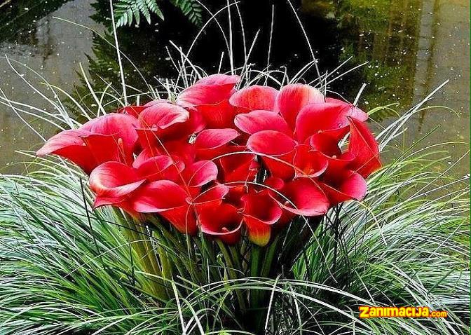 Cvet Kala – elegantna lepotica