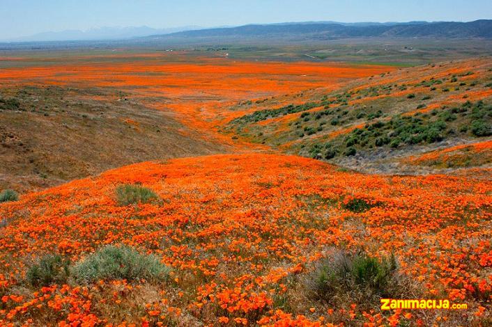 Antelope Valley: kraljevstvo maka u Kaliforniji (SAD)