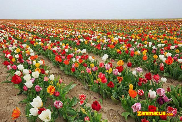 Polja tulipana u Konyi, Turska