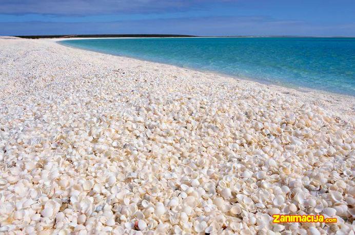 Shell Beach - čudesna plaža potpuno prekrivena morskim školjkama