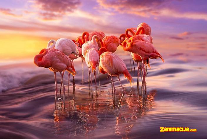 Pink Flamingo!