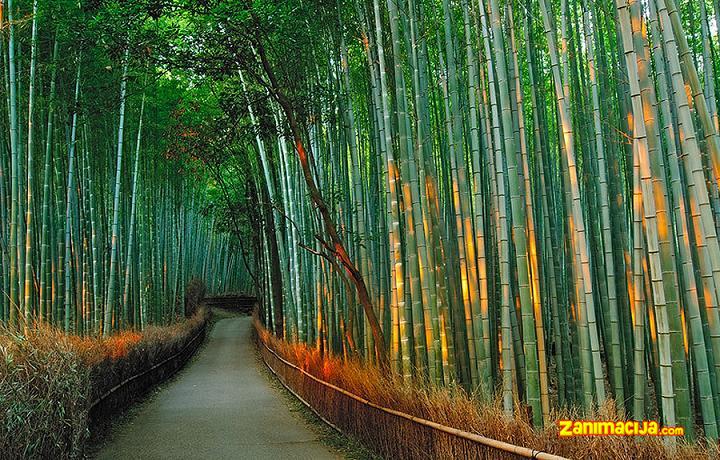 Sagano šuma bambusa - prirodno blago u Japanu