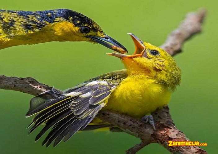 Neverovatne ptice na fotografijama Johnson Chua