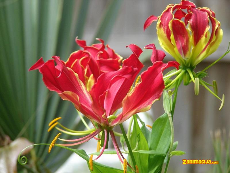 "Kameleonski" cvet Gloriosa