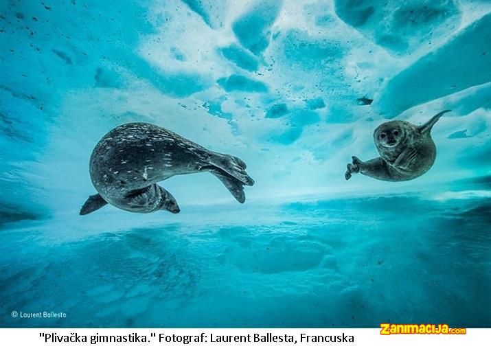 Najlepše fotografije divljih životinja 2017. godine