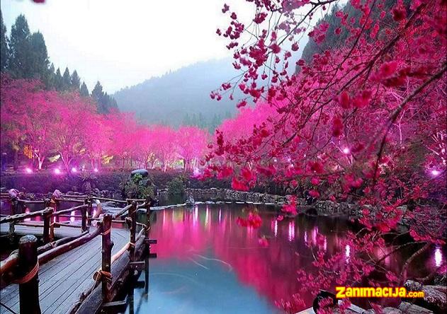 Hanami - Japanska tradicija posmatranja cvetova trešnji