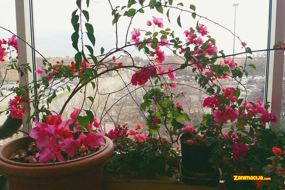 Lepa bougainvillea biljka