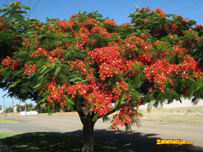 Delonix regia ili plameno drvo - jedno od najlepših stabala na svetu