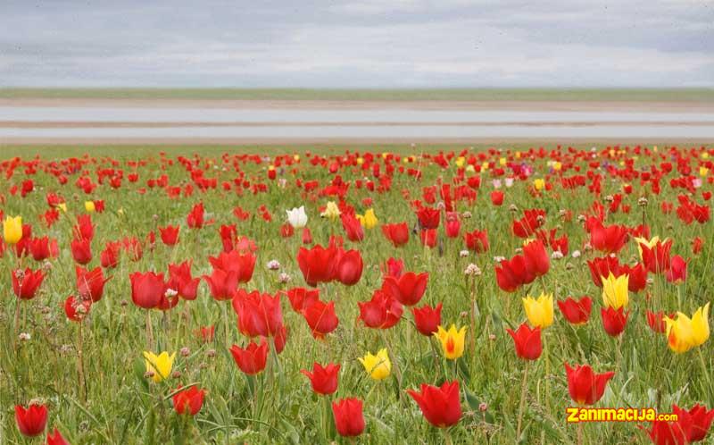 Dolina stepskih tulipana, Kalmiki, Rusija