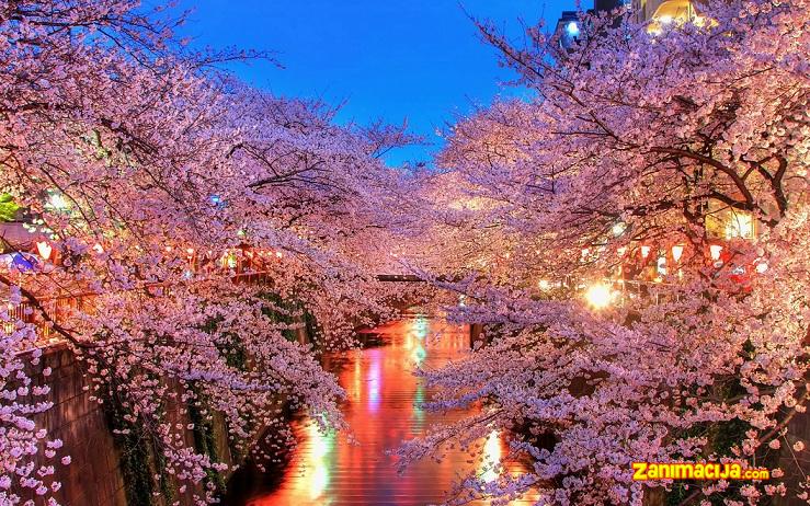 Sakura cvetni festival u Japanu