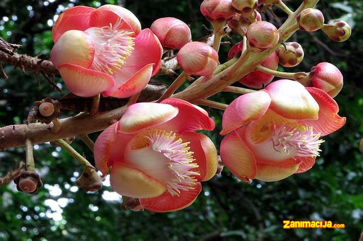 Couroupita guianensis - zanimljivo drvo