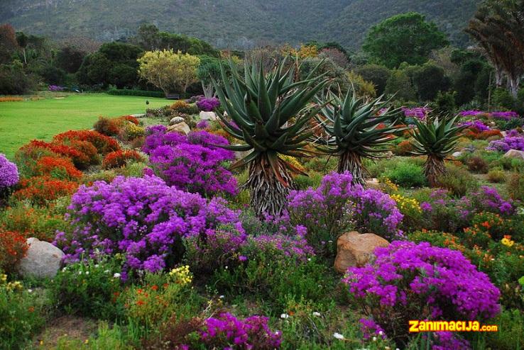 Najveći botanički vrt na svetu - Kirstenboscha