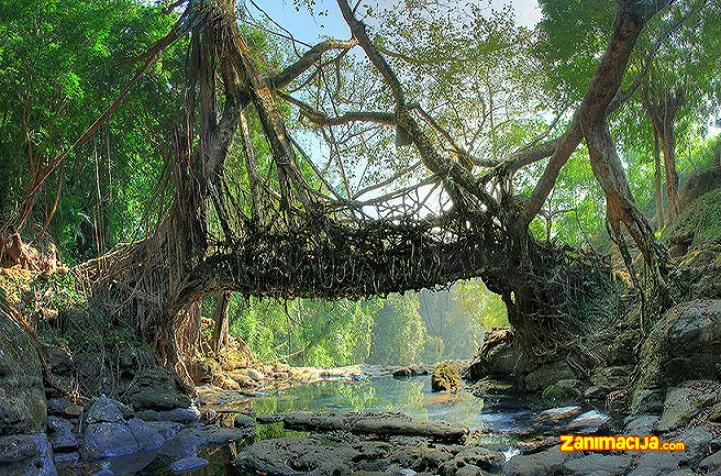 Čudo prirode: Živi mostovi Cherapunji, Indija
