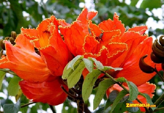 Egzotična lepota: Afričko tulipan drvo