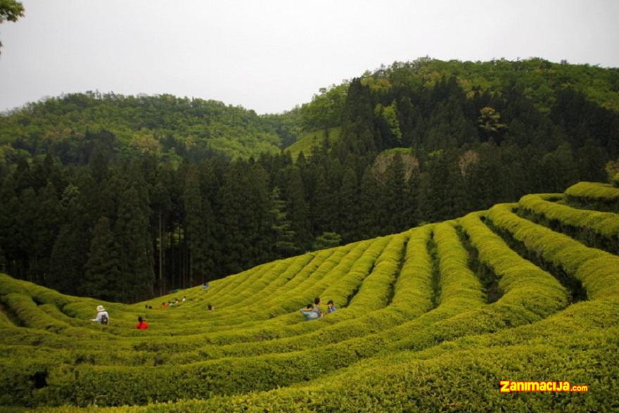 Polja čaja u Južnoj Koreji