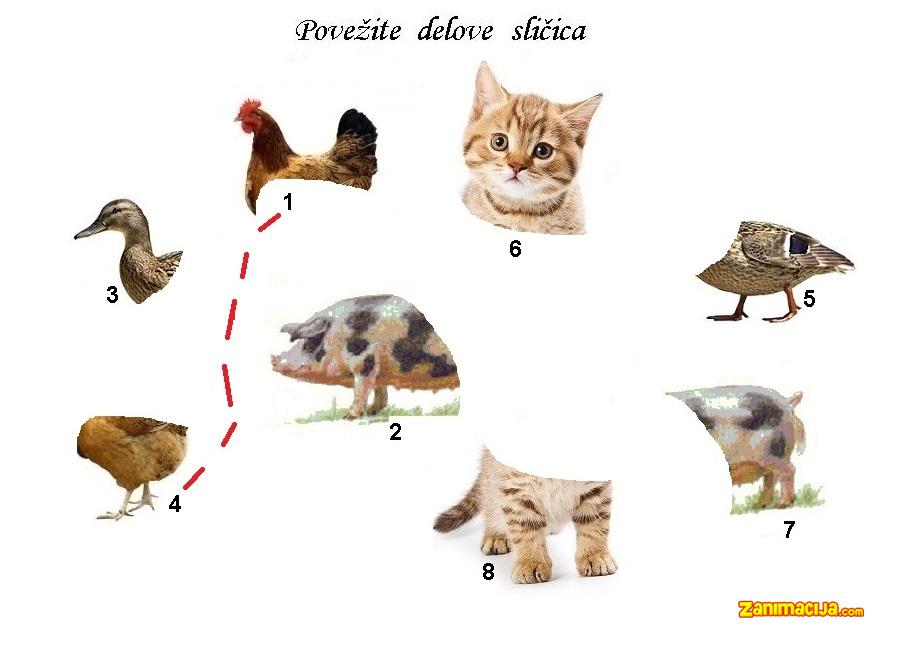 Poveži delove sličica –"Vredna kokica"
